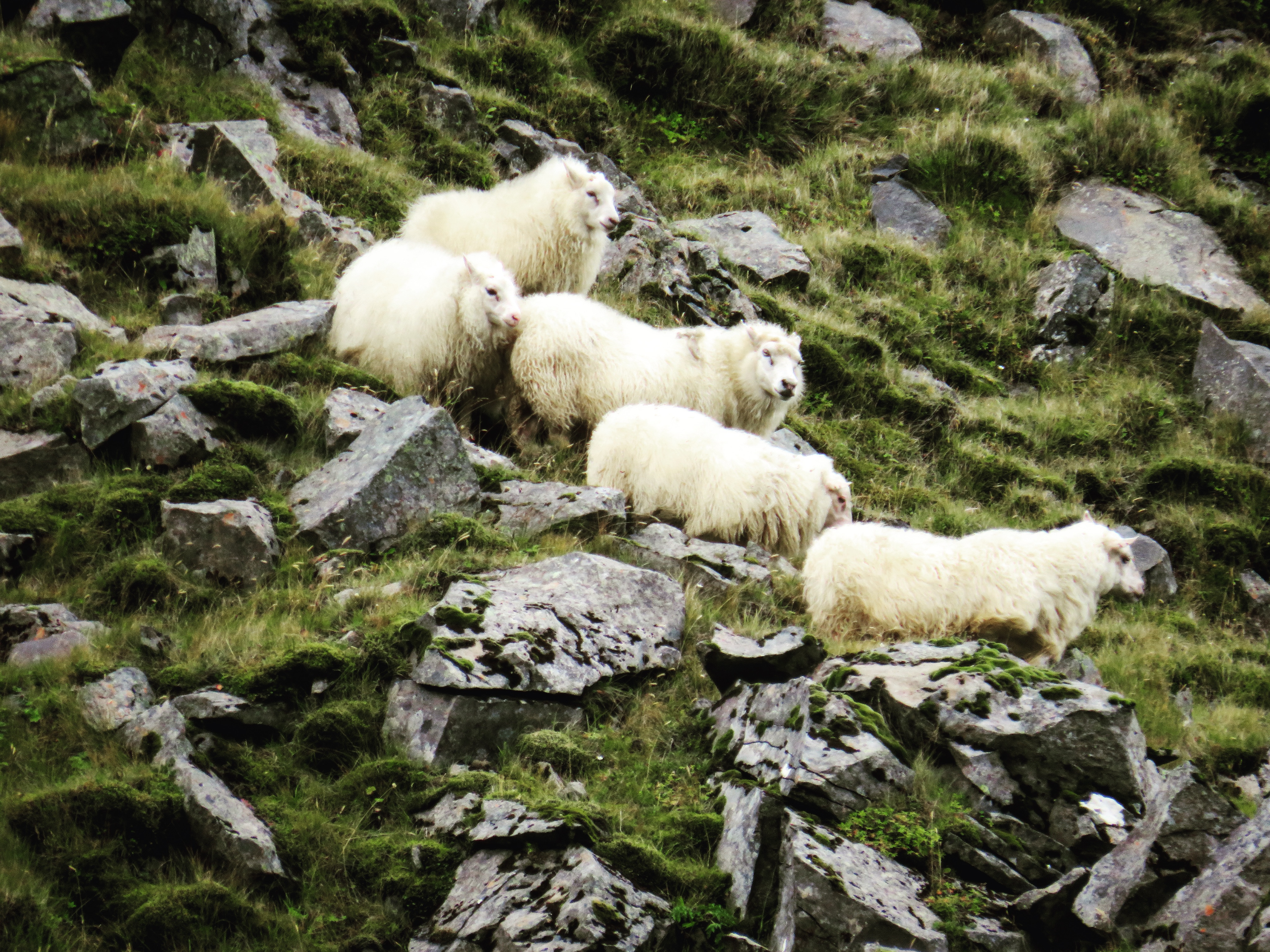 Smölun, il raduno delle pecore in Islanda