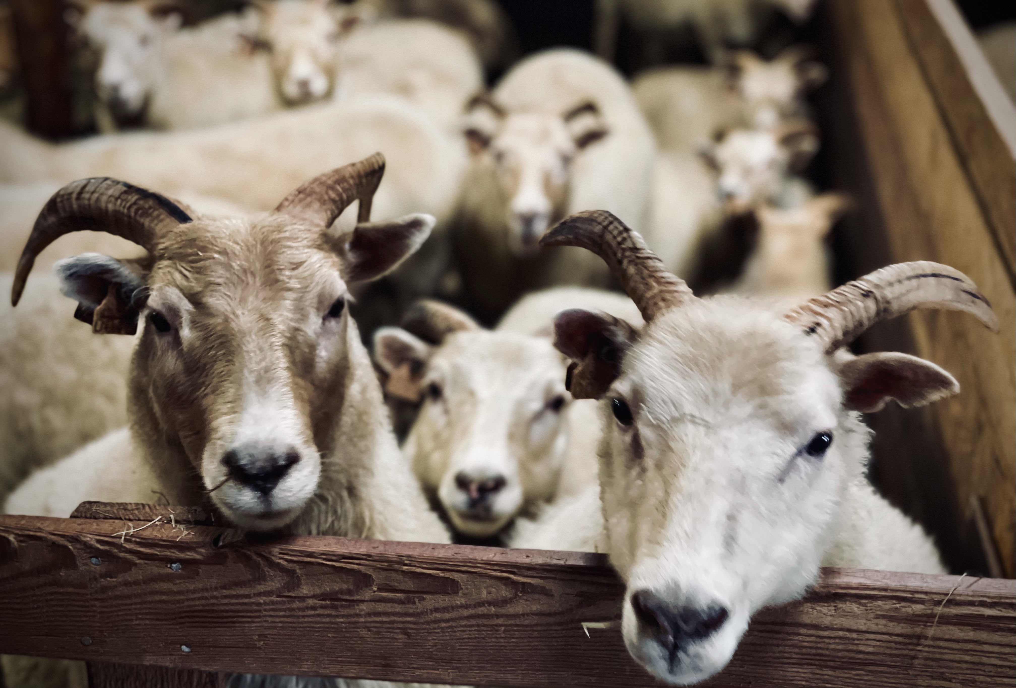 Tutto quello che volevi sapere sulle pecore islandesi
